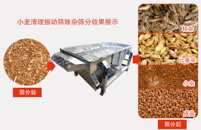 小麥清理振動篩小麥篩分效果展示圖可同時篩分出輕雜，比重雜，小雜，成品等四個等級。